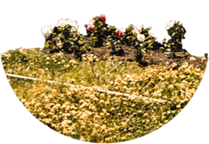campo de flores